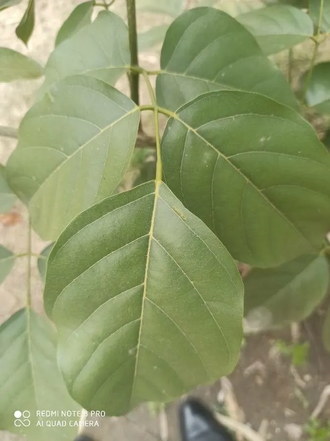 Indian beech (Pongamia pinnata, Fl. Forest. Cochinch. 4: t. 385 (1898))