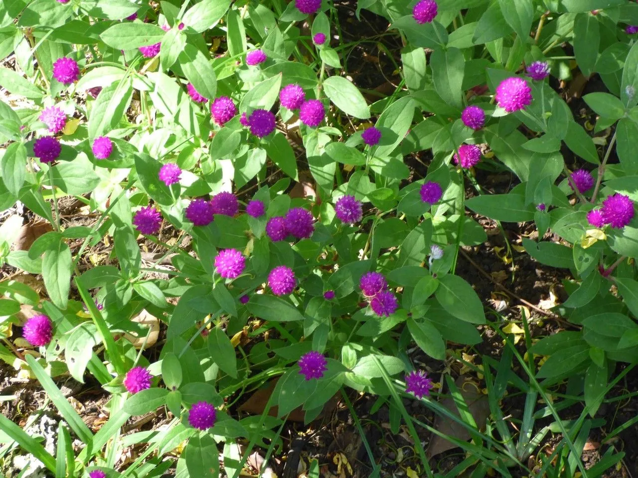 Common globe-amaranth (Gomphrena globosa, Sp. Pl.: 224 (1753))