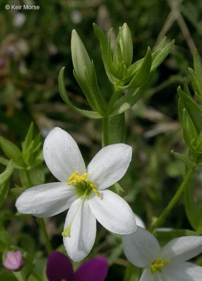 Charming centaury (Zeltnera venusta, Taxon 53: 733 (2004))