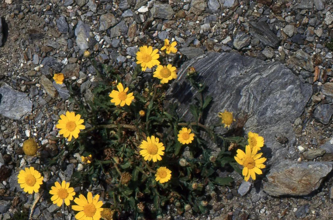 Corn chrysanthemum (Glebionis segetum, Ann. Soc. Linn. Lyon, sér. 2, 17: 90 (1869))