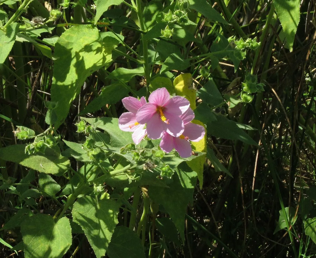 Virginia saltmarsh-mallow (Kosteletzkya pentacarpos, Fl. Ross. 1: 437 (1842))