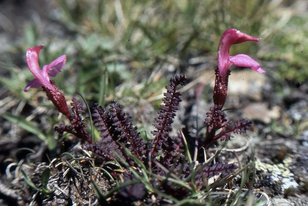 Kerner’s lousewort (Pedicularis kerneri, Anleit. Beob. Alpenpfl.: 176 (1882))