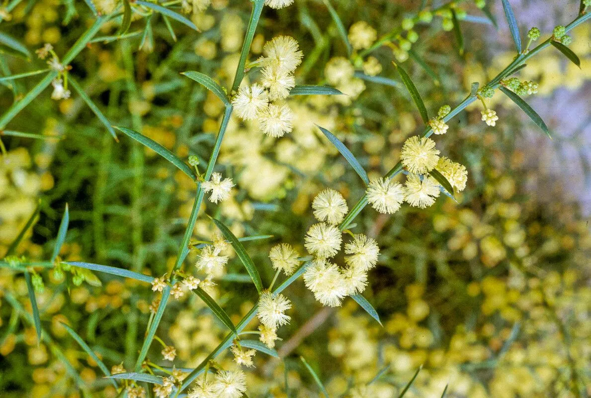 Early wattle (Acacia genistifolia, Enum. Hort. Berol. Alt. 2: 442 (1822))