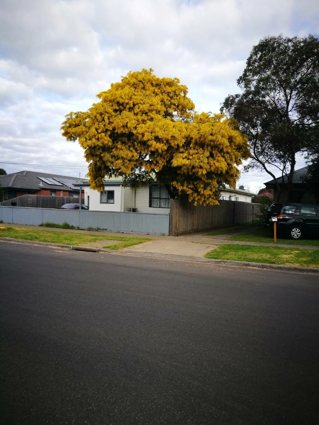 Bailey’s acacia (Acacia baileyana, Trans. & Proc. Roy. Soc. Victoria 24: 168 (July 1888))