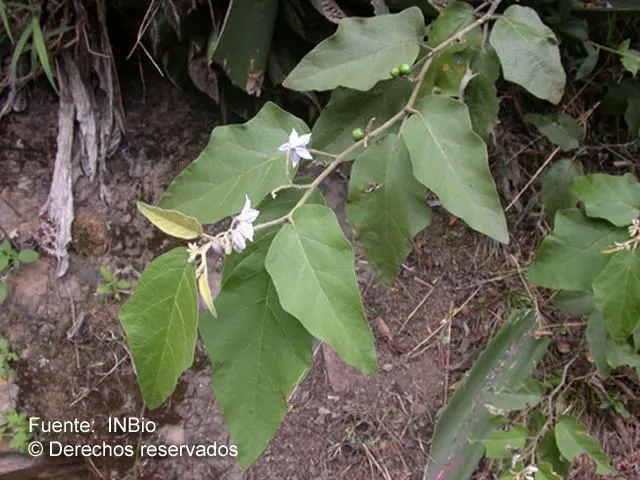 Lance-leaf nightshade (Solanum lanceolatum, Icon. 3: 23 (1795))