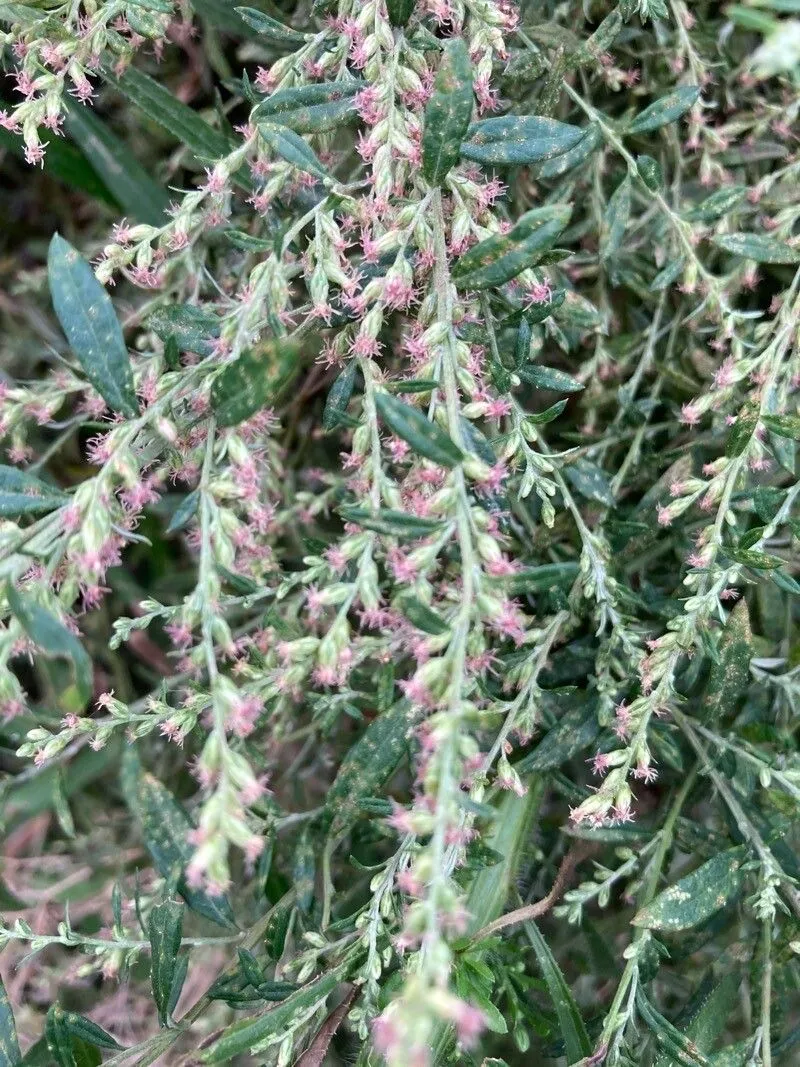 Japanese mugwort (Artemisia princeps, Nuovo Giorn. Bot. Ital., n.s., 36: 444 (1930))