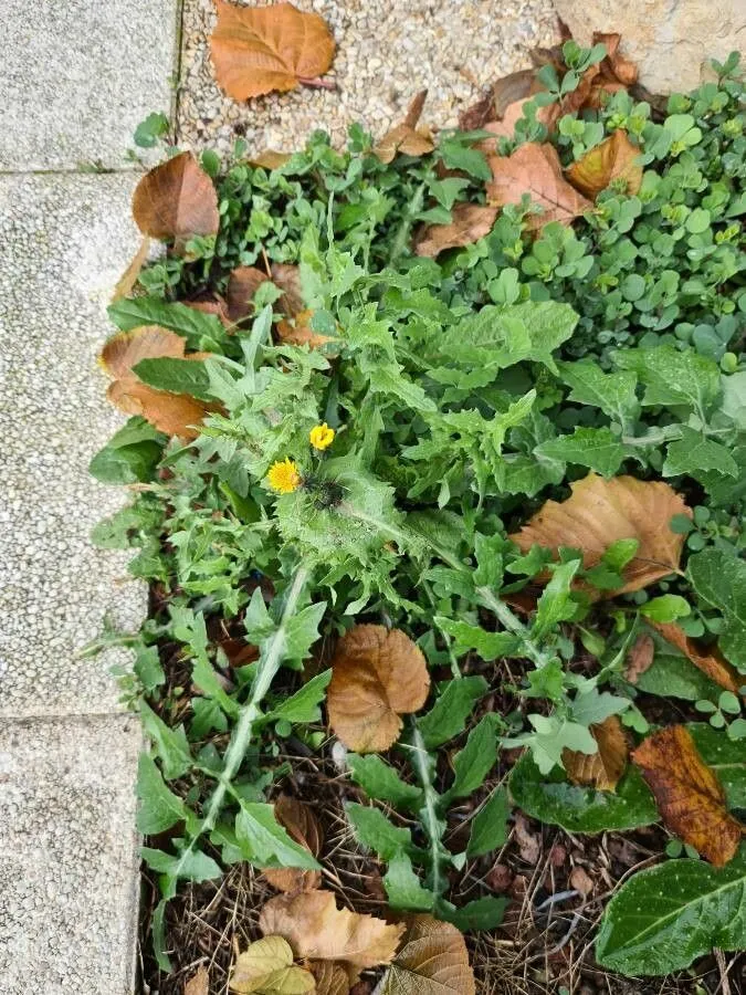 Rough milk thistle (Sonchus asper, Herb. Brit. 1: 47 (1769))