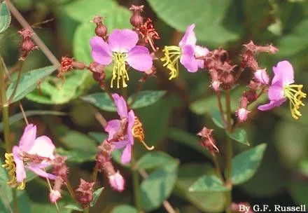 Handsome harry (Rhexia virginica, Sp. Pl.: 346 (1753))