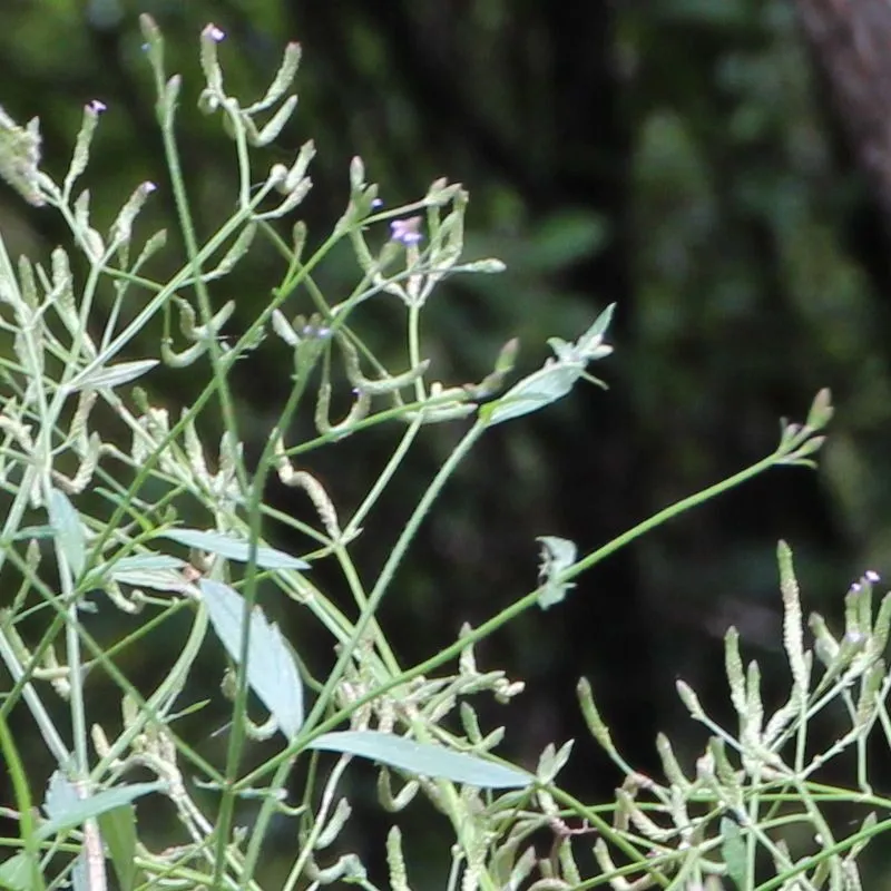 Brazilian vervain (Verbena litoralis, F.W.H.von Humboldt, A.J.A.Bonpland & C.S.Kunth, Nov. Gen. Sp. 2: 276 (1818))