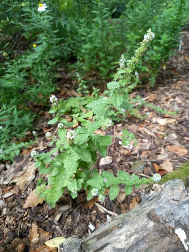 American corn mint (Mentha canadensis, Sp. Pl.: 577 (1753))