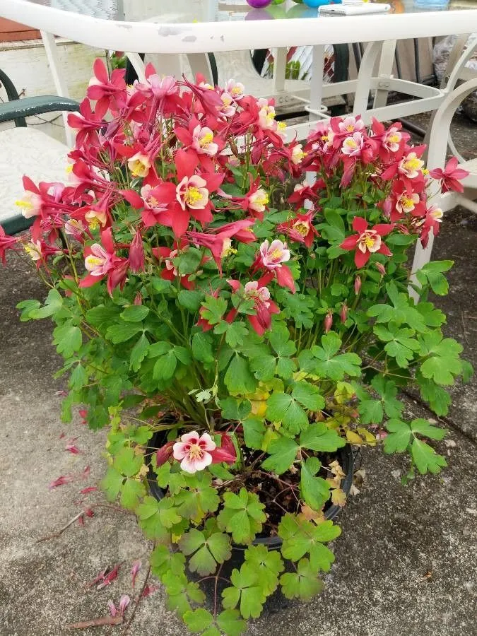 Wild columbine (Aquilegia canadensis, Sp. Pl.: 533 (1753))