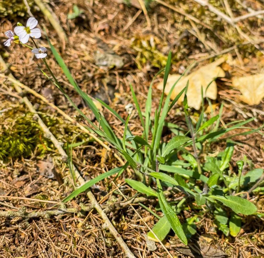 Sand rock-cress (Arabidopsis arenosa, Bull. Soc. Roy. Bot. Belgique 92: 242 (1960))