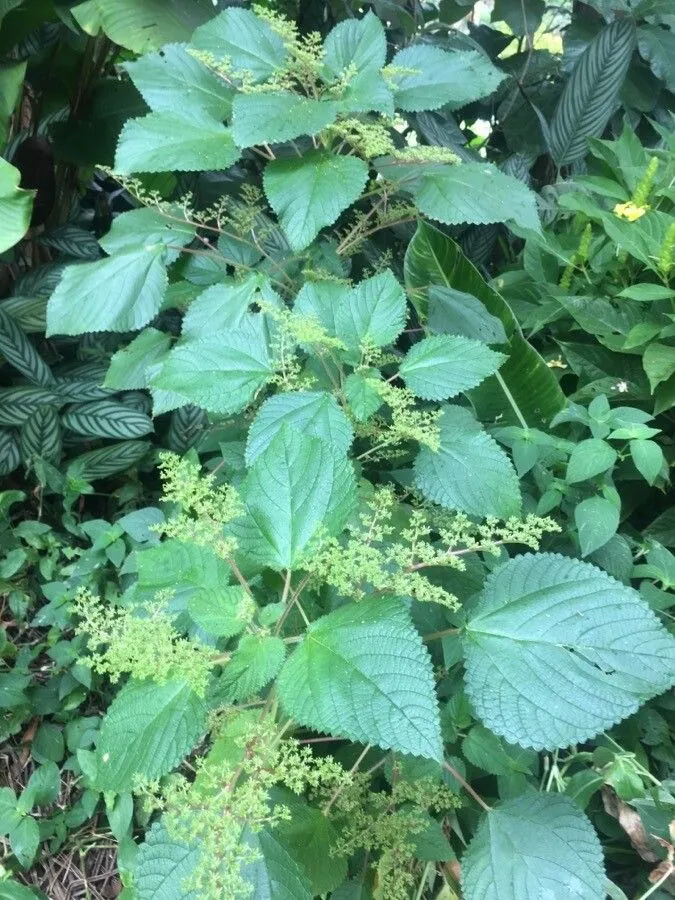 West indian-nettle (Laportea aestuans, Gard. Bull. Singapore 21: 200 (1965))