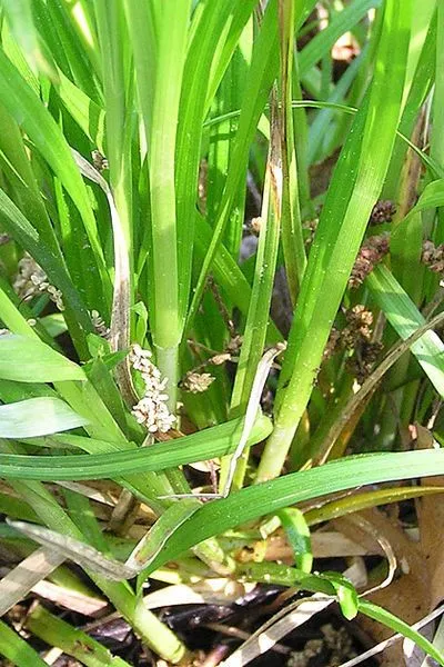 Oval-leaf sedge (Carex cephalophora, Sp. Pl., ed. 4, 4: 220 (1805))