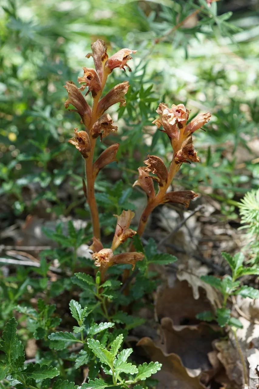 Germander broomrape (Orobanche teucrii, Fl. Moselle 2: 322 (1829))