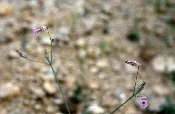 Hairless catchfly (Silene behen, Sp. Pl.: 418 (1753))