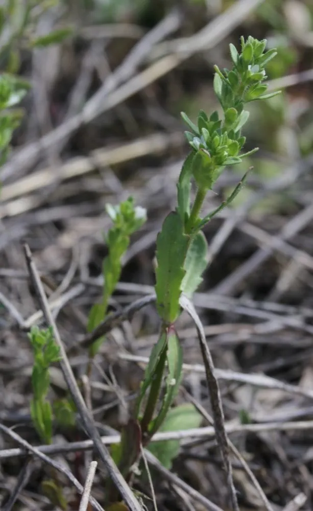 Necklaceweed (Veronica peregrina, Sp. Pl.: 14 (1753))