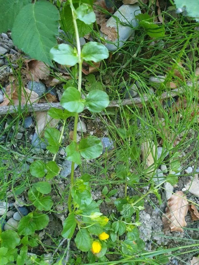 Yellow pimpernel (Lysimachia nemorum, Sp. Pl.: 148 (1753))