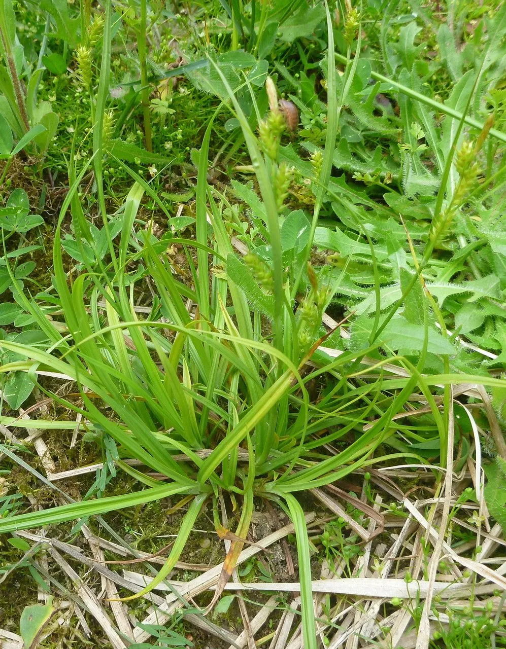 Dotted sedge (Carex punctata, Agrost. Helv. 2: 152 (1811))