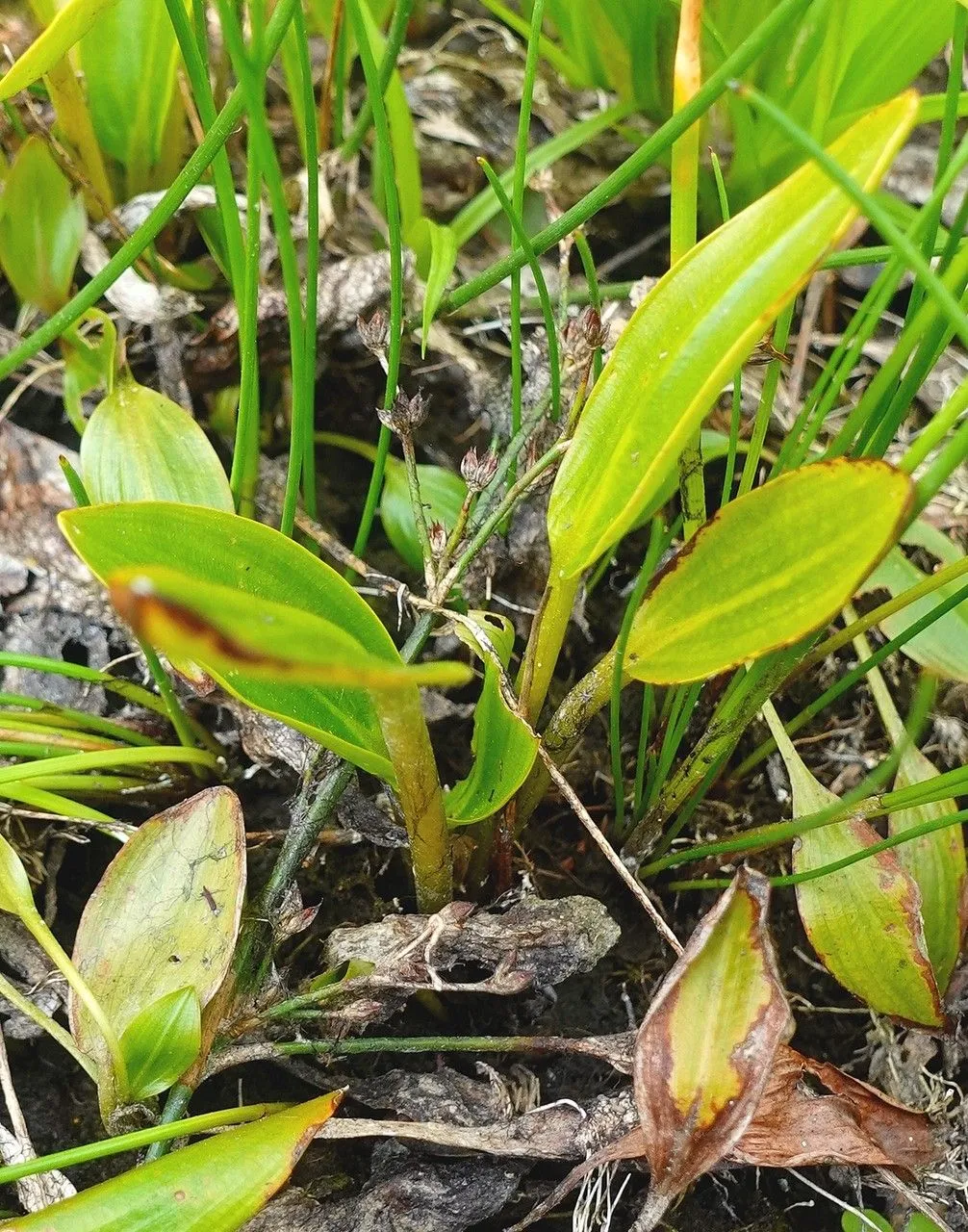 Bog pondweed (Potamogeton polygonifolius, Mém. Acad. Sci. Toulouse 3: 325 (1788))