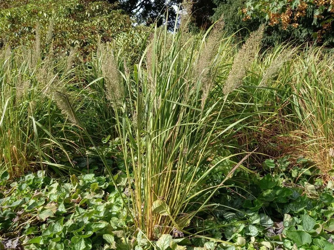 Korean feather reed grass (Calamagrostis arundinacea, Tent. Fl. Germ. 1: 33 (1788))