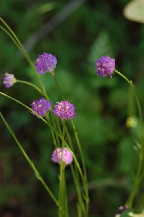 Longstem milkwort (Polygala longicaulis, F.W.H.von Humboldt, A.J.A.Bonpland & C.S.Kunth, Nov. Gen. Sp. 5: 396 (1823))