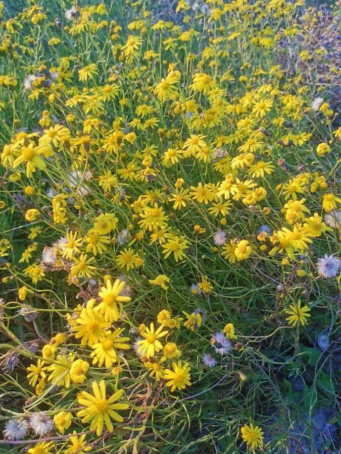 South african ragwort (Senecio inaequidens, (1838). Prodr. (DC.) 6)