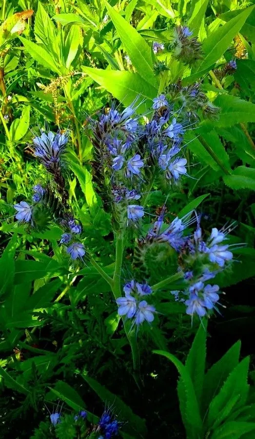 Fiddleneck (Phacelia tanacetifolia, Trans. Linn. Soc. London 17: 280 (1835))