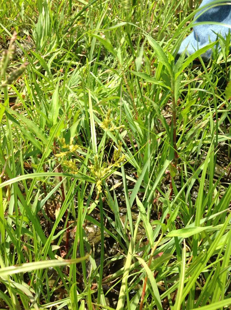 Umbrella sedge (Cyperus iria, Sp. Pl.: 45 (1753))