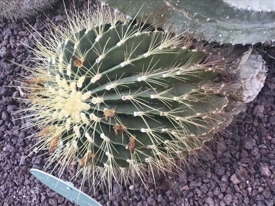 San diego barrelcactus (Ferocactus viridescens, Cact. 3: 140 (1922))