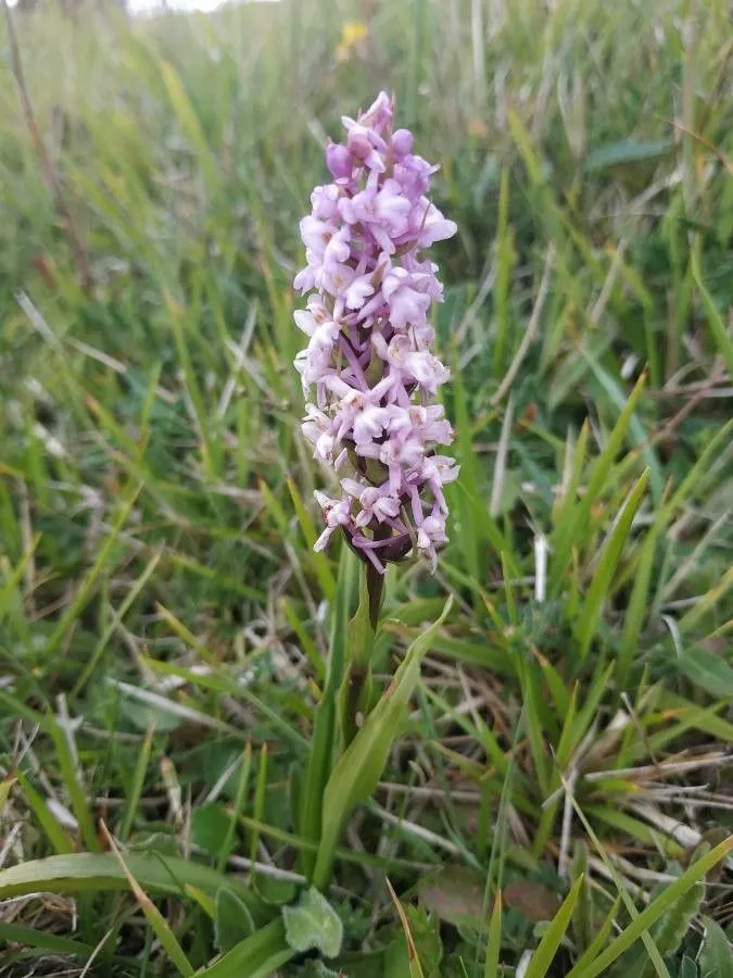 Wohlriechende hndelwurz (Gymnadenia odoratissima, De Orchid. Eur.: 35 (1817))