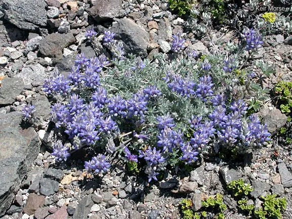 Donner lake lupine (Lupinus sellulus, Proc. Calif. Acad. Sci. 5: 36 (1875))