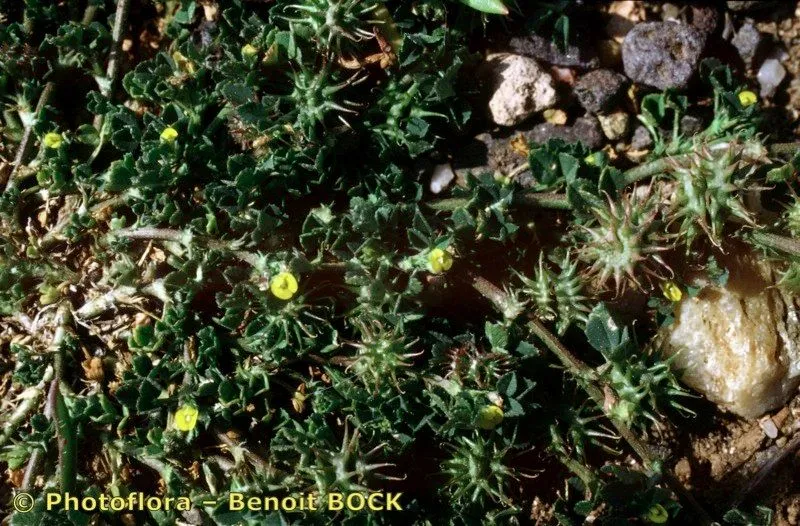 Early medick (Medicago praecox, Cat. Pl. Horti Monsp.: 123 (1813))