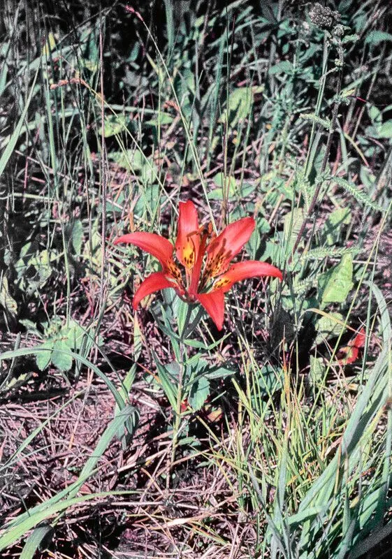 Flame lily (Lilium philadelphicum, Sp. Pl. ed. 2: 435 (1762))