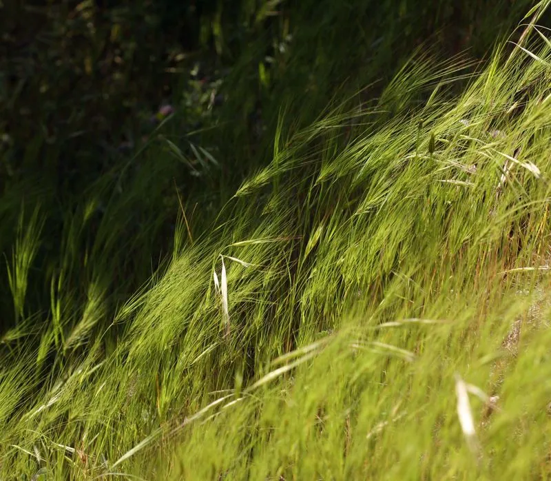 India sandbur (Cenchrus biflorus, Fl. Ind. 1: 238 (1820))