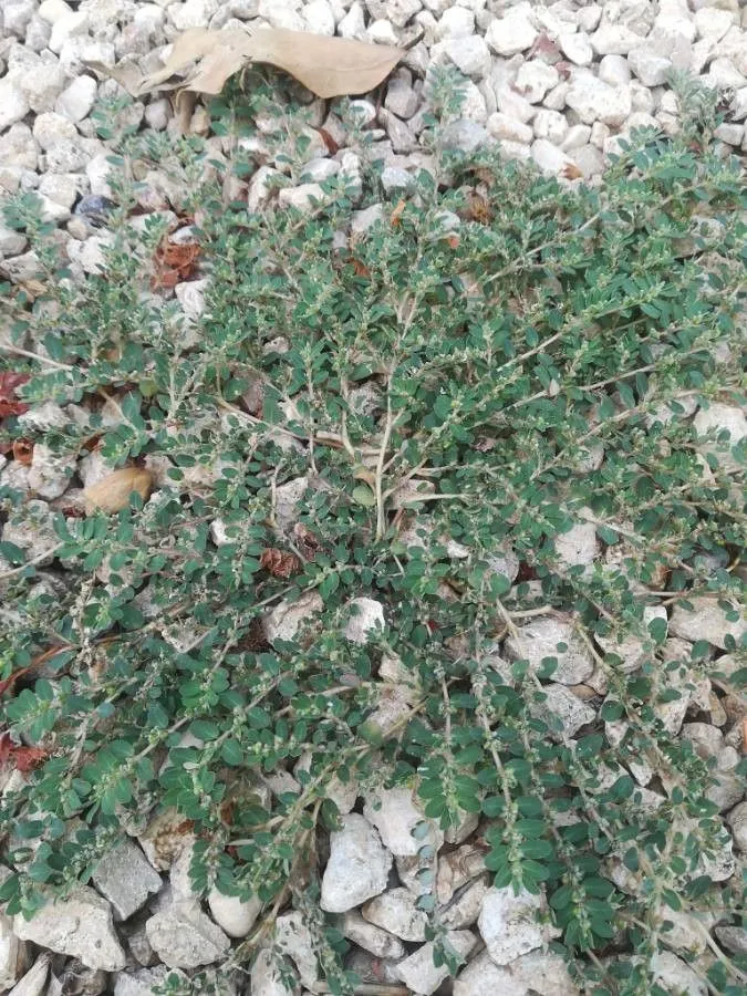 Prostrate sandmat (Euphorbia prostrata, Hort. Kew. 2: 139 (1789))