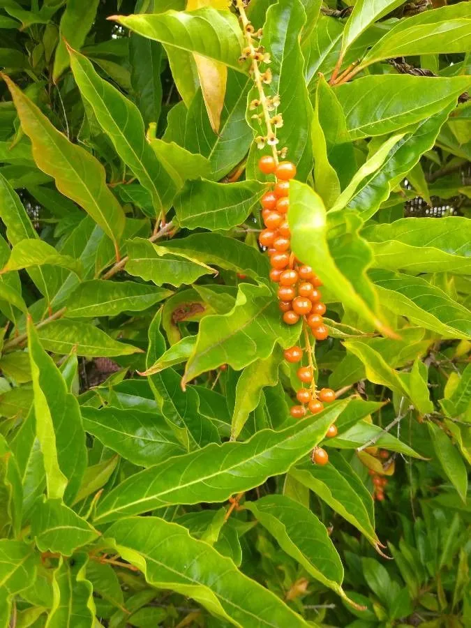 Florida fiddlewood (Citharexylum spinosum, Sp. Pl.: 625 (1753))