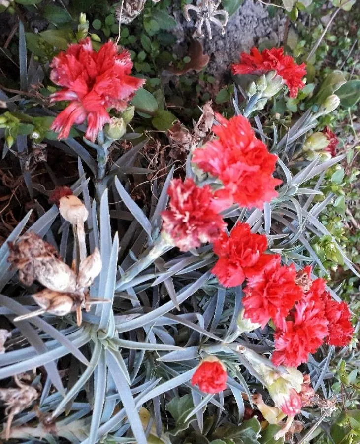 Clove pink (Dianthus caryophyllus, Sp. Pl.: 410 (1753))