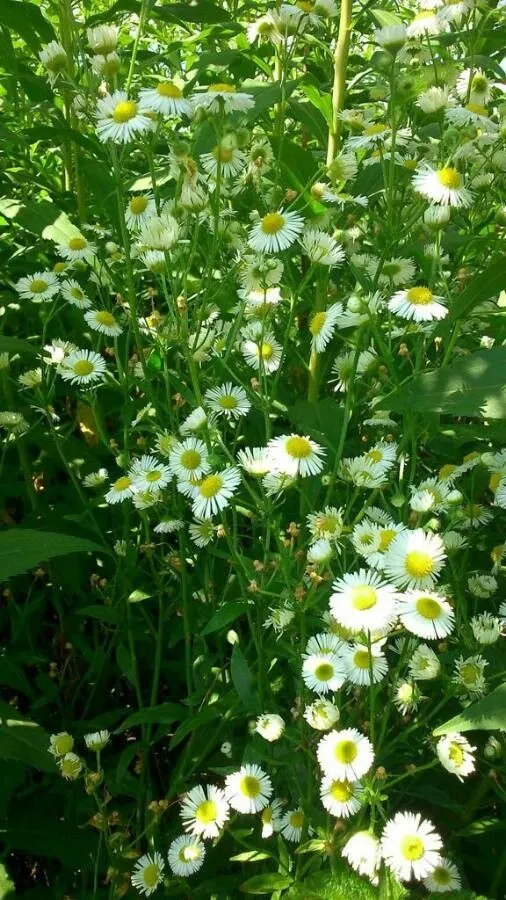 Daisy fleabane (Erigeron philadelphicus, Sp. Pl.: 863 (1753))