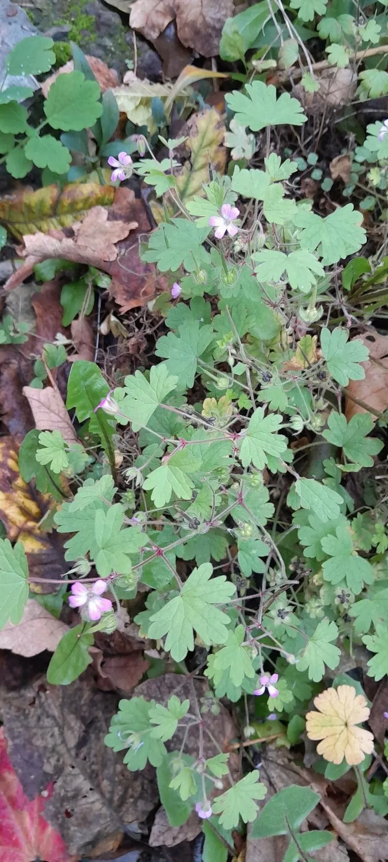 Round-leaf crane’s-bill (Geranium rotundifolium, Sp. Pl.: 683 (1753))