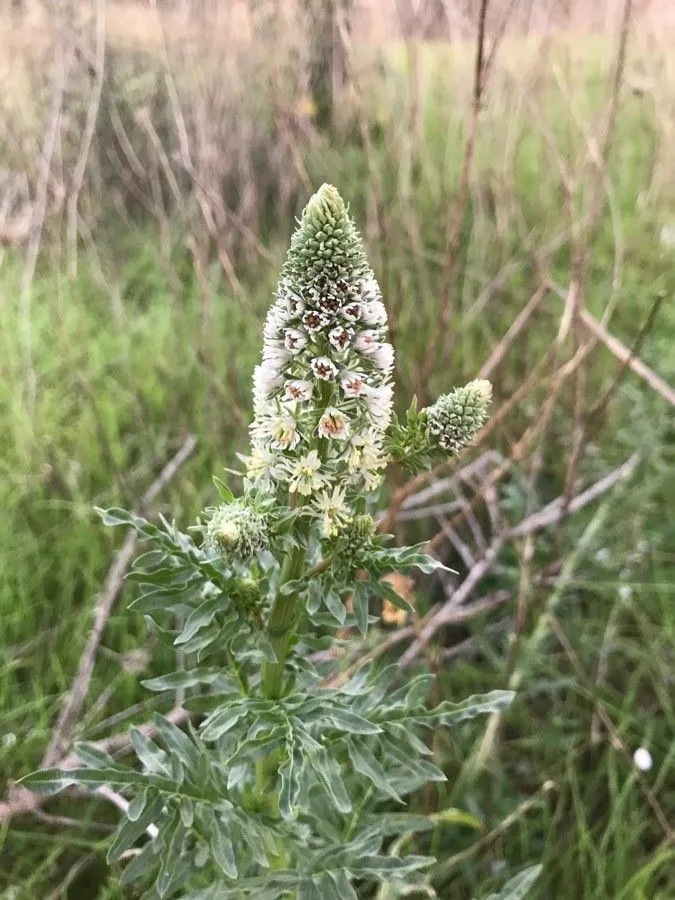 White upright mignonette (Reseda alba, Sp. Pl.: 449 (1753))