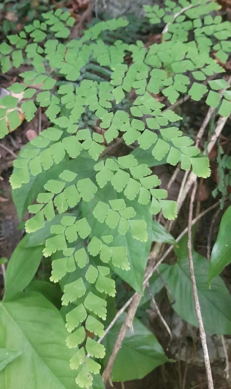 Brittle maidenhair (Adiantum tenerum, Prodr. Veg. Ind. Occ.: 135 (1788))