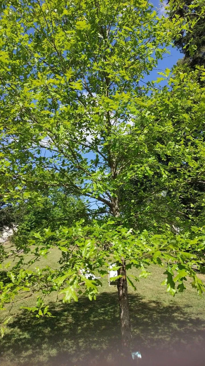 Valley oak (Quercus lobata, Anales Ci. Nat. 3: 277 (1801))