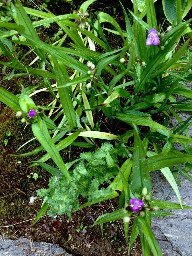 White spiderwort (Tradescantia virginiana, Sp. Pl.: 288 (1753))