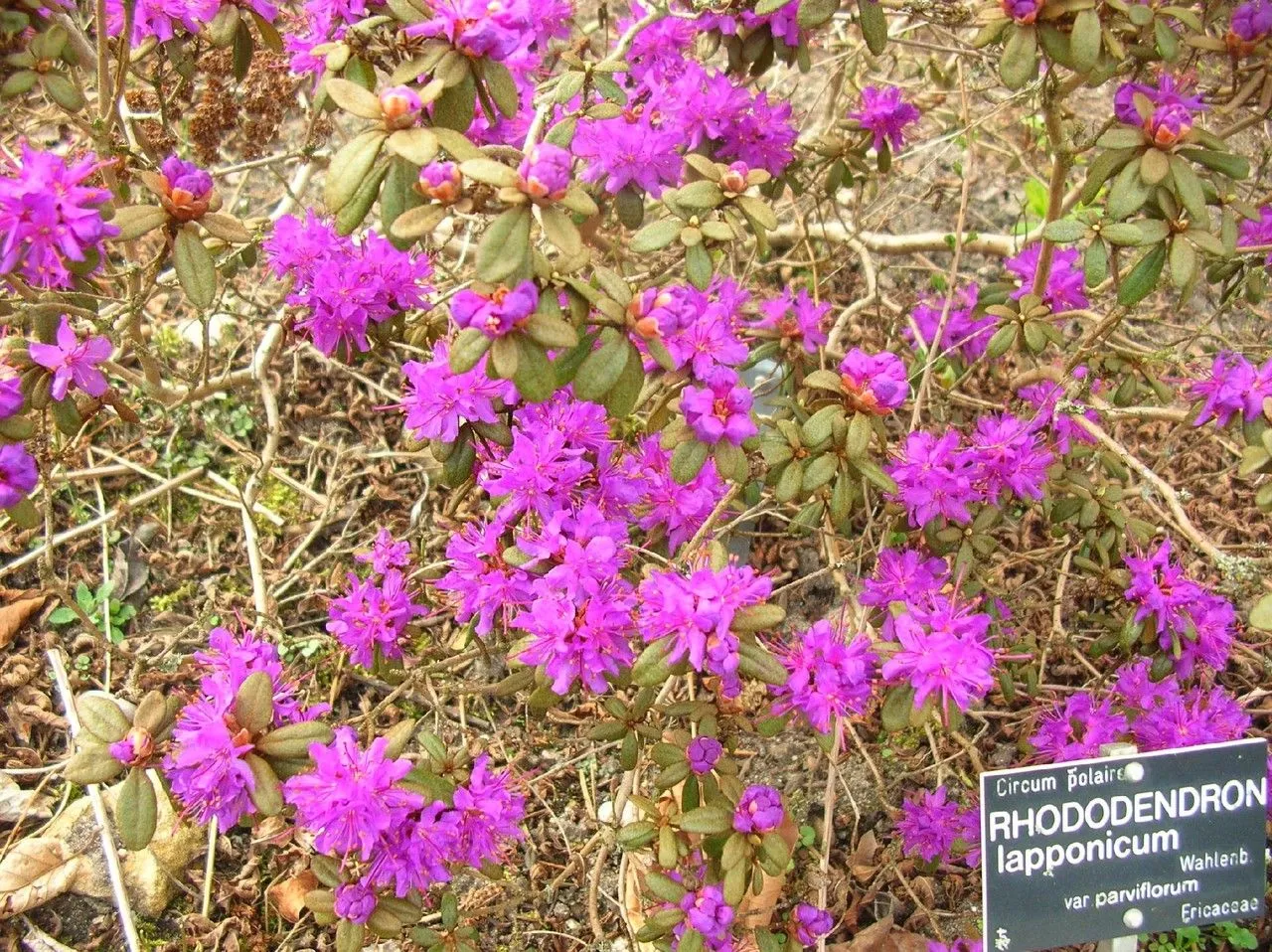 Lapland rosebay (Rhododendron lapponicum, Fl. lapp. 104. 1812)