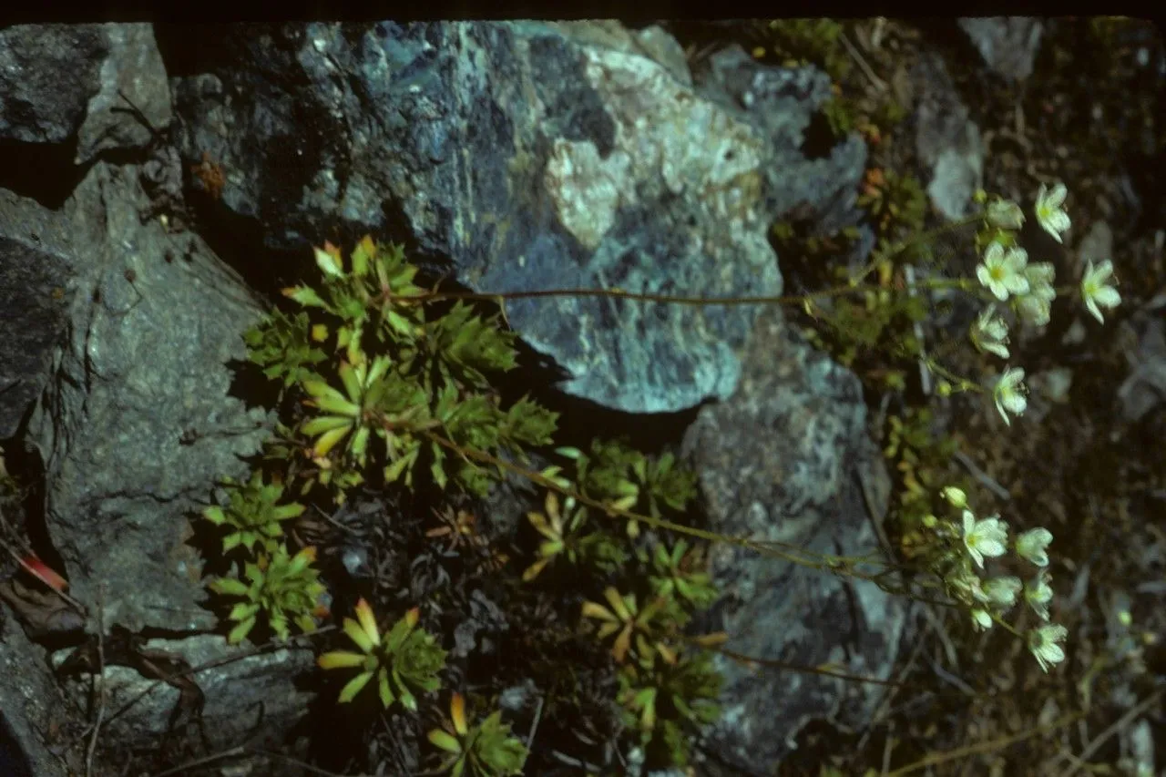 Prickly saxifrage (Saxifraga tricuspidata, Skr. Kiøbenhavnske Selsk. Laerd. Elsk. 10: 446 (1770))