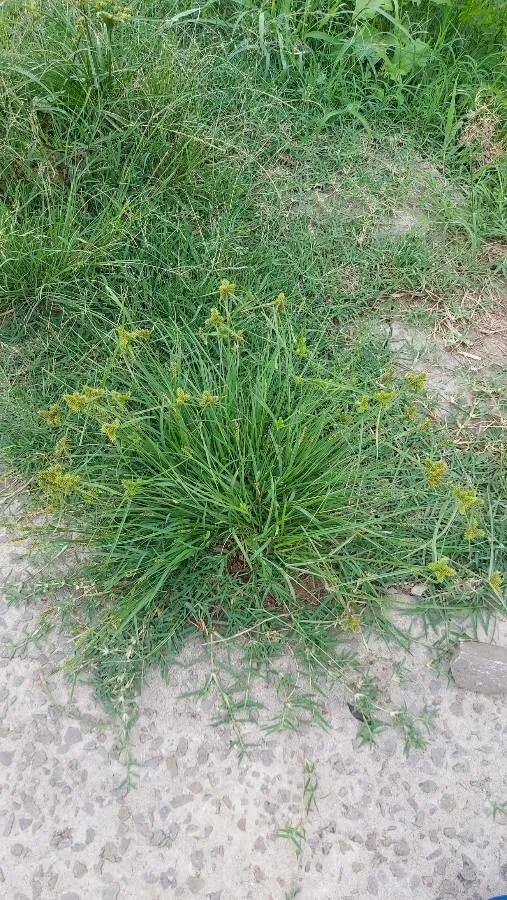 Inflated-scale flat sedge (Cyperus aggregatus, Cat. Horti Vindob. 1: 93 (1842))