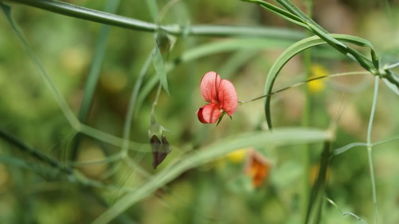 Round-seed vetchling (Lathyrus sphaericus, Observ. Bot. 3: 39 (1783))