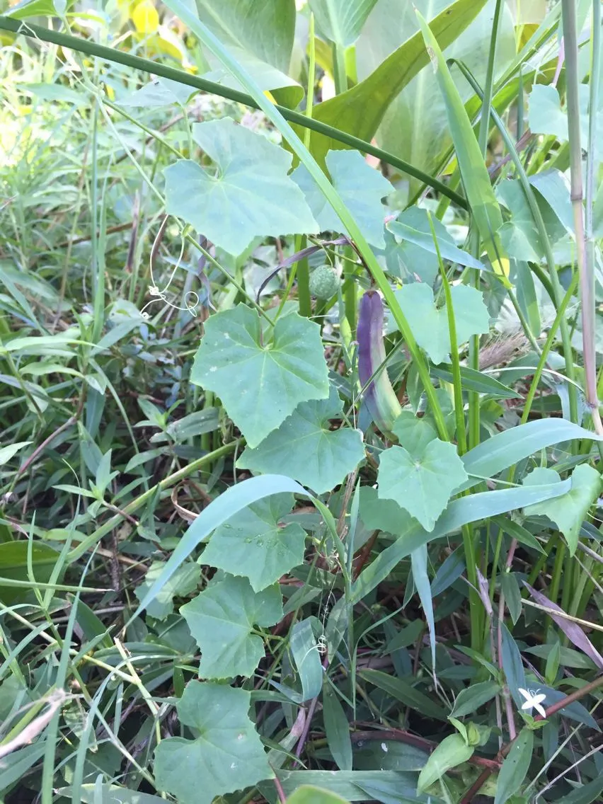 Creeping-cucumber (Melothria pendula, Sp. Pl.: 35 (1753))