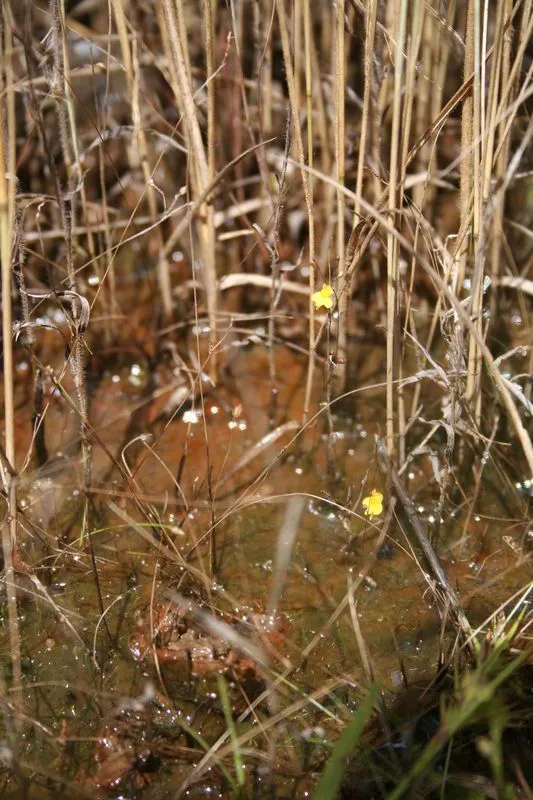 Zigzag bladderwort (Utricularia subulata, Sp. Pl.: 18 (1753))